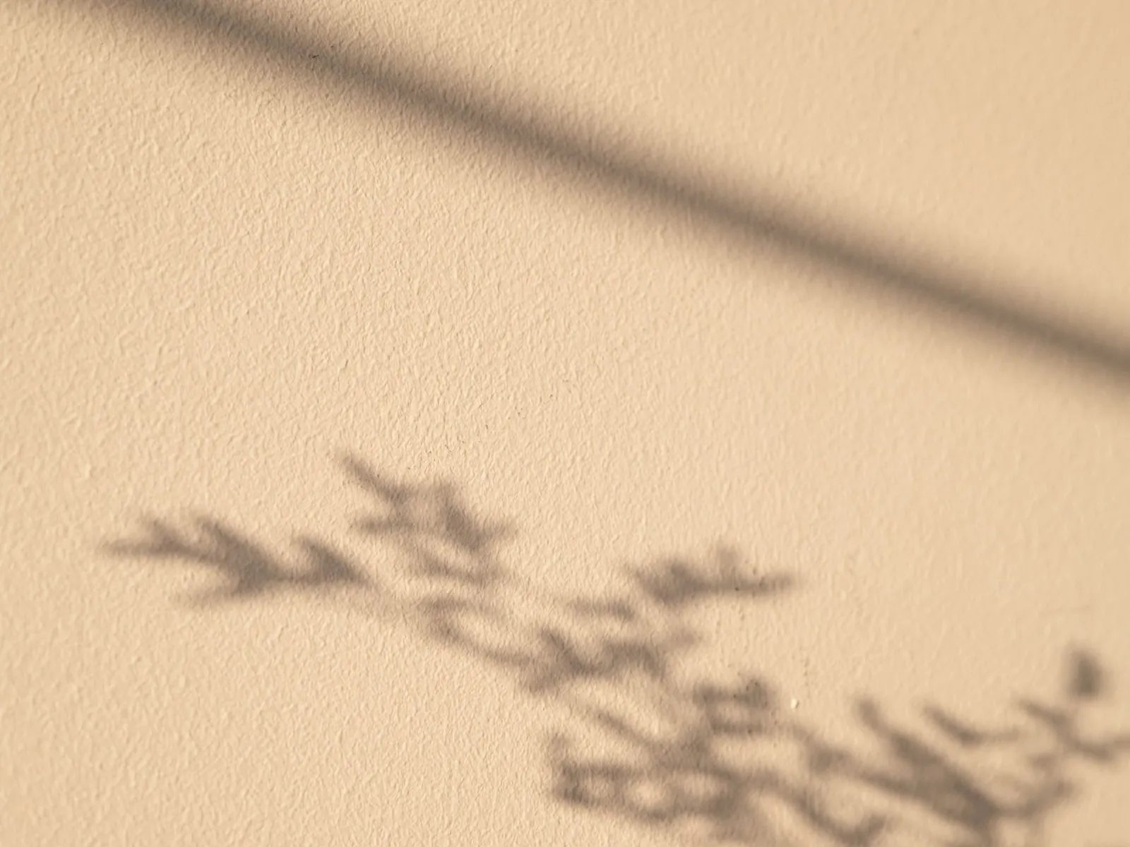 Der Schatten eines Zweigs fällt auf eine cremefarbene Wand im Sonnenlicht.